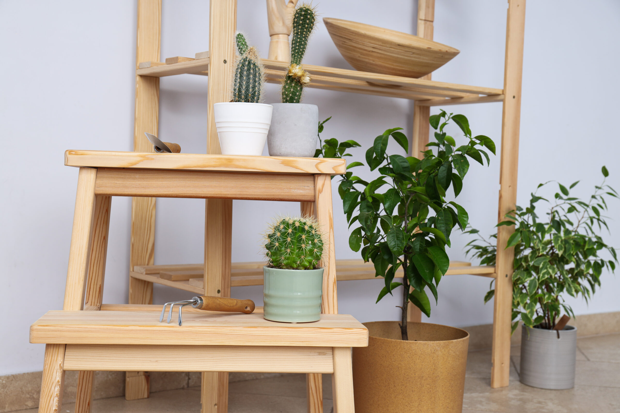 Cozy hobby - growing indoor plants at home